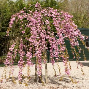 A small weeping cherry tree with drooping branches covered in pink blossoms stands on a gravel surface near a green building and trees, capturing the timeless beauty of Japanese gardens.