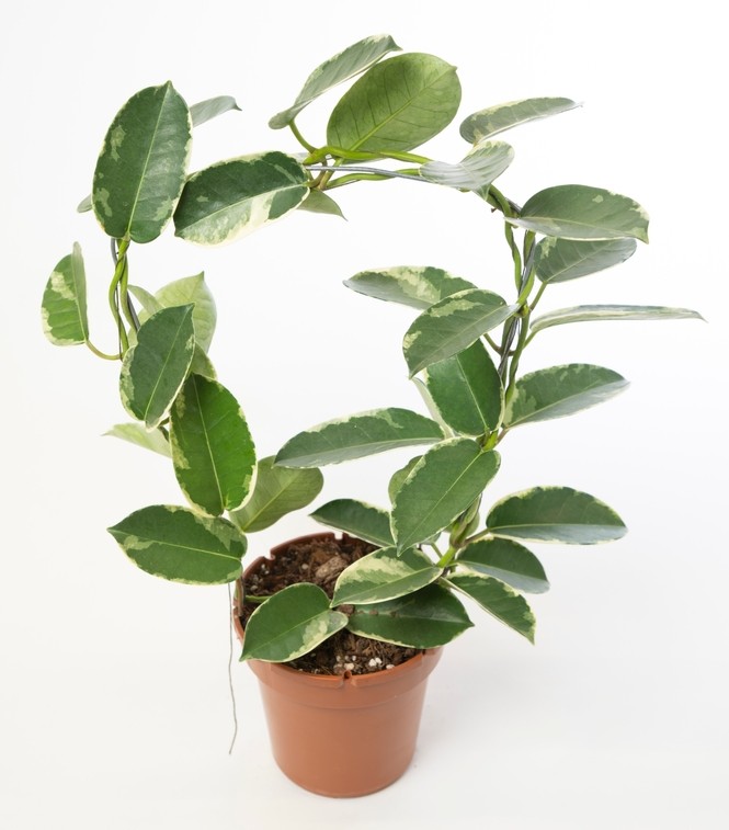 A Stephanotis 'Madagascar Jasmine' plant sits next to a potted variegated Hoya with oval green leaves and creamy white edges, both displayed against a plain white background.