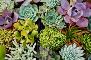 A top view of a variety of colorful succulent plants closely grouped together, displaying different shapes, sizes, and shades of green, purple, and pink.