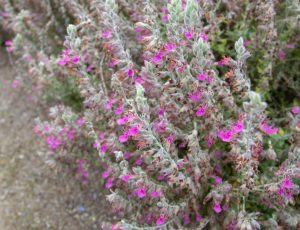 Shrub with fuzzy stems and small, bright pink flowers growing in a cluster over dry, sandy soil.