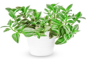 A green and white striped houseplant with pointed leaves grows in a plain white pot against a white background.