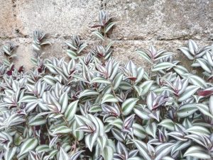 Green and white striped Wandering Jew plants with purple undersides growing against a rough concrete wall.