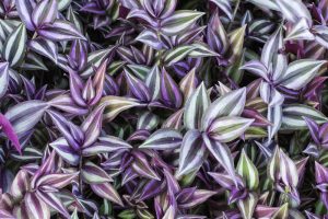 A dense cluster of purple, green, and white striped Tradescantia zebrina (wandering jew) leaves fills the frame.