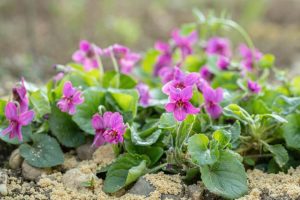 Viola odorata ‘Pink’ Violet in a 6” pot features vibrant pink blooms and lush green leaves, thriving in sandy soil for outdoor beauty.