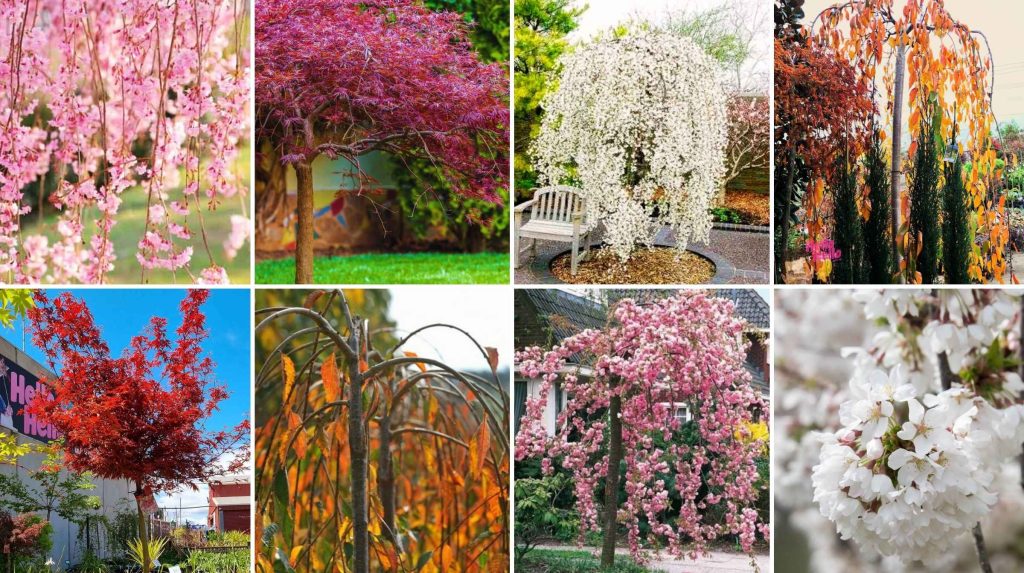 A collage of eight different weeping tree varieties, available at our Advanced Tree Sale, showcasing various shapes and colors of foliage and blossoms in garden and outdoor settings.