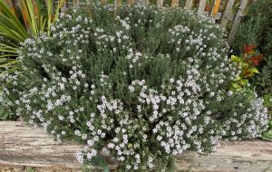 A dense thyme bush with small pale purple flowers grows in front of a wooden fence, surrounded by various green plants in a garden.