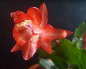 Close-up of a Zygo cactus ‘Orange’ flower in a 6” pot, featuring vibrant orange petals with visible yellow stamens, set against a dark background and green leaves.