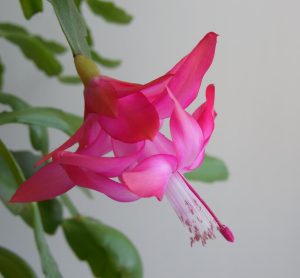 Close-up of Zygocactus ‘Pink’ in a 6” pot, featuring green segmented leaves and a neutral background.