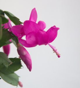 A close-up of a Zygocactus ‘Purple’ flower in bloom with green leaves and a bud in a 6” pot, set against a plain white background.