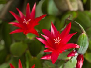 Close-up of two vibrant Zygocactus ‘Purple’ flowers with pointed petals and white stamens, surrounded by green leaves, displayed in a 6” pot.