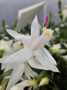 Close-up of a Zygocactus ‘Red’ in a 6” pot, featuring delicate petals and vibrant details, set against a blurred green background.
