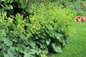 Alchemilla mollis 'Ladys Mantle' features attractive green foliage and clusters of yellow-green flowers, making it a lovely garden accent. Available in a 4” pot.