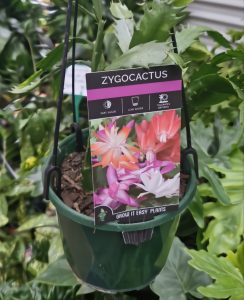 A potted zygocactus plant with a care label showing pink and white flowers, indicating needs for part shade, low water, and tolerance to drought.