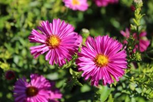 Two pink Aster ‘Winston Churchill’ flowers with yellow centers are in focus, surrounded by green foliage and blurred pink blooms. Brighten your garden with this vibrant Aster ‘Winston Churchill’ plant in a 4" pot.
