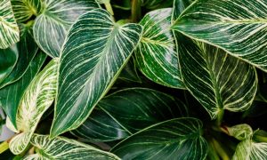 Close-up of lush green leaves with striking white and light green variegation on a Philodendron 'Birkin' 8" (Hanging Basket).