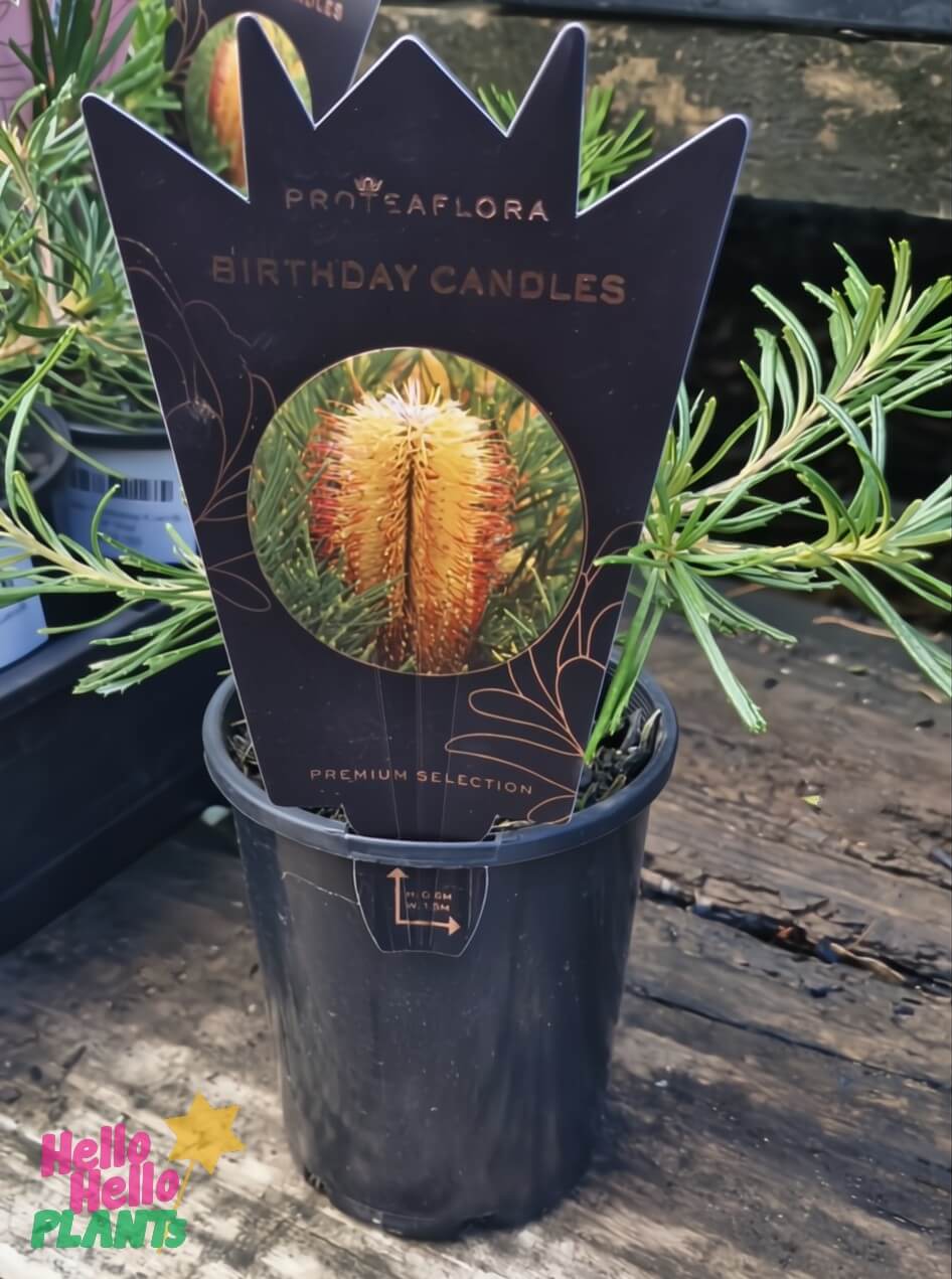 A Banksia 'Birthday Candles' 4" Pot, featuring a product label with the flower image, is displayed on a wooden surface.