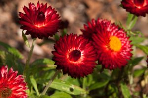 Close-up of several red strawflowers with yellow centers, surrounded by green leaves, with a blurred brown background.