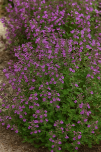 Dense clusters of small purple flowers on green leafy stems growing in a garden bed.