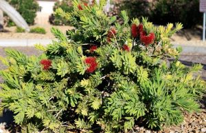 A compact green shrub with clusters of red, bottlebrush-like flowers growing in a landscaped, mulched garden area.