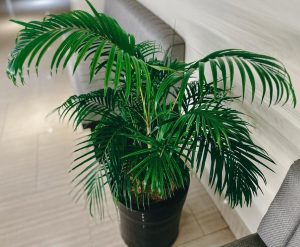 A potted palm plant with long, arching green fronds sits on a tiled floor between two gray upholstered chairs.