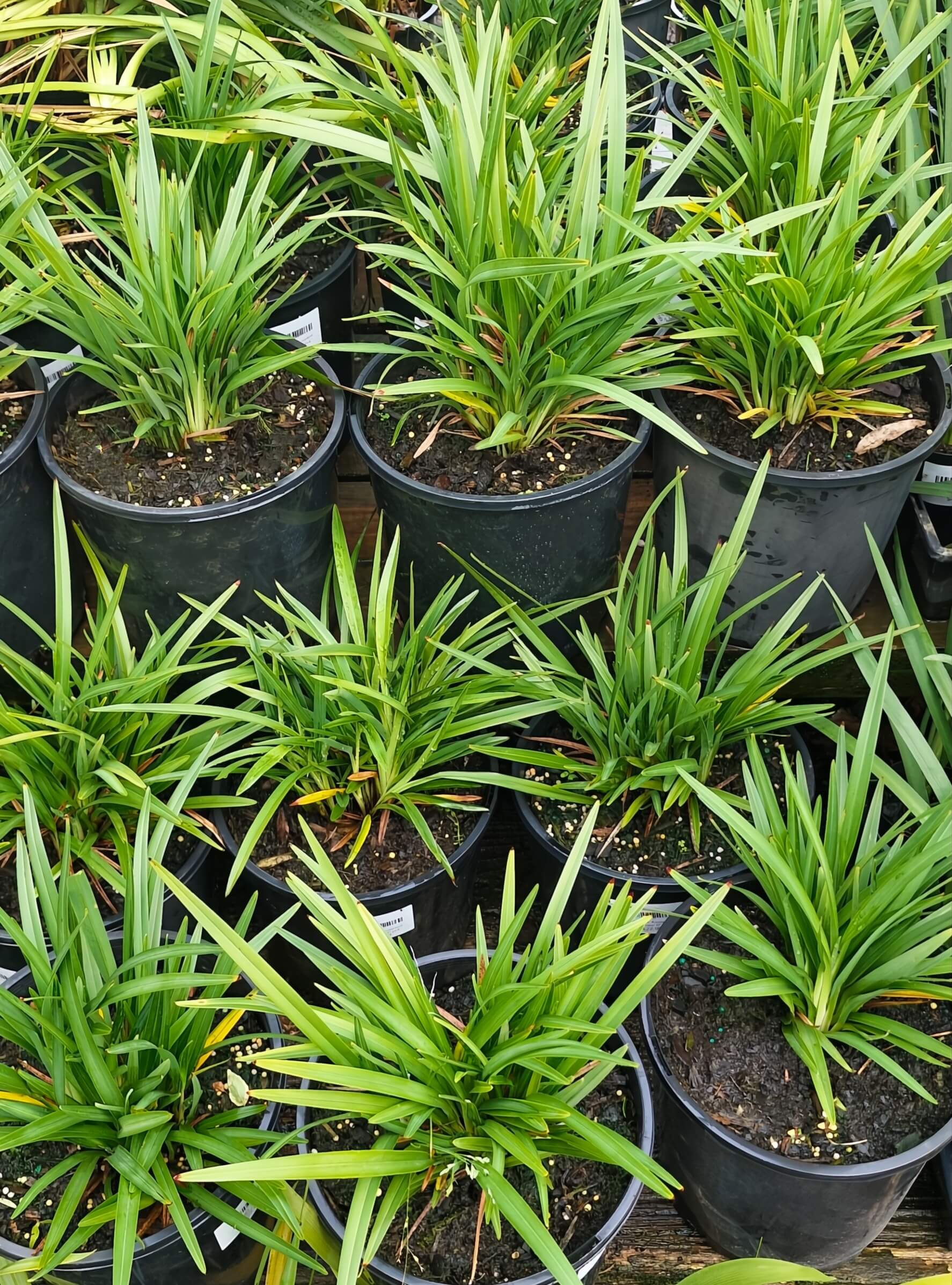 Several Dianella 'Assorted Varieties' 8" pots, featuring green spiky foliage, are arranged closely together on a flat surface.