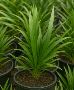 A close-up of Dianella 'Assorted Varieties' in an 8" pot, displaying long, narrow leaves, surrounded by similar plants in black pots filled with dark soil.