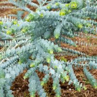 Close-up of a eucalyptus plant with blue-green, rounded leaves and small yellow flower buds, growing over brown, dry soil.