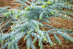 Close-up of a eucalyptus plant with blue-green, rounded leaves and small yellow flower buds, growing over brown, dry soil.