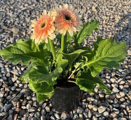 A 6” pot of Gerbera ‘Joybera Milkshake’ with green leaves and two peach-pink blooms sits on a gravel surface in sunlight.