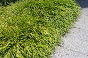 Dense clumps of ornamental grass growing beside a gray stone walkway.