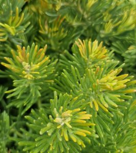 Close-up of Grevillea crithmifolia 'Green Carpet' in a 6" pot, highlighting its dense, spiky green and yellow needle-like foliage.