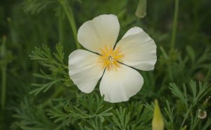 An Eschscholzia ‘Ivory White’ Californian Poppy in a 4” pot features four white petals with a yellow center, set against green foliage.