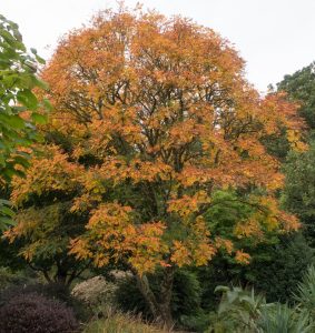 A large tree with spreading branches displays orange and yellow autumn leaves, surrounded by green foliage and plants in a garden setting.