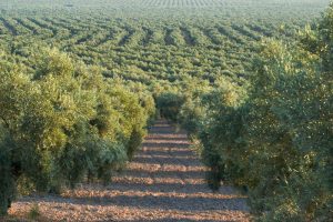 Rows of olive trees stretch into the distance in a vast, orderly olive grove under natural daylight.