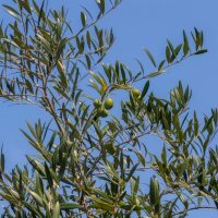 Olive tree branches with green olives and narrow leaves against a clear blue sky.