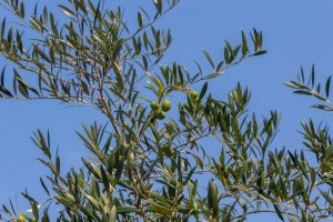 Olive tree branches with green olives and narrow leaves against a clear blue sky.