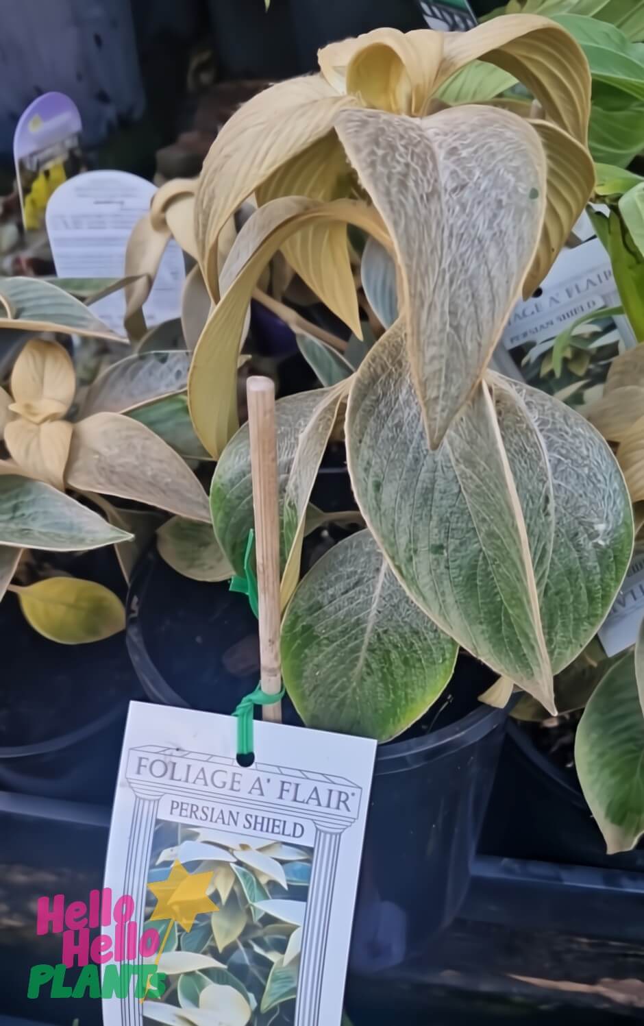 A Strobilanthes gossypinus 'Silver Persian Velvet' in a 6" pot, featuring green and yellow foliage, labeled “Foliage A’ Flair: Persian Shield” at the plant nursery.