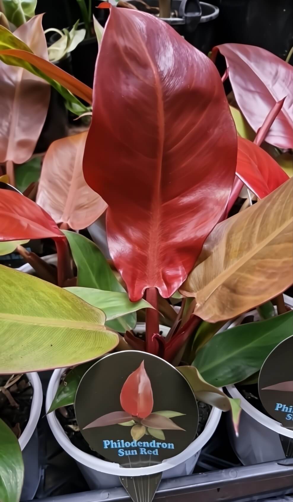 The Philodendron 'Sun Red' in a 5" pot features large, glossy red and green leaves and comes with a tag displaying its name.