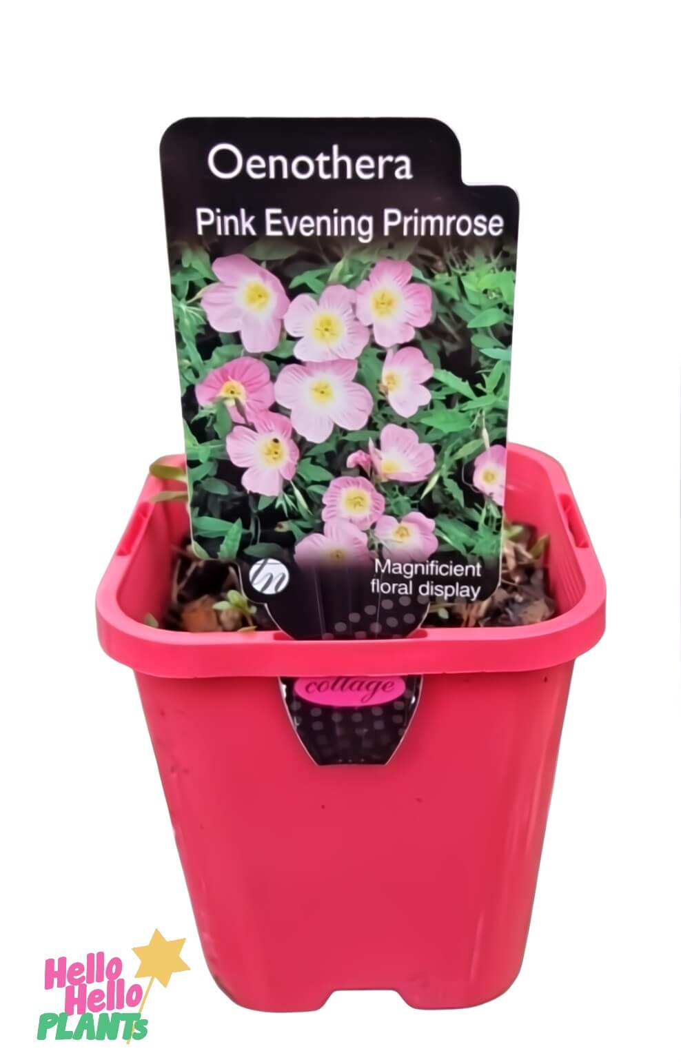 A 4" pink plastic pot labeled "Oenothera 'Pink' Evening Primrose," featuring a flower image and the phrase "Magnificent floral display.