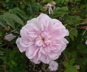 Close-up of a pale pink Rose 'Paul Cezzane®' Delbard Bush Form in full bloom, surrounded by green leaves and partially visible plants in the background.