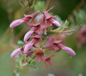 Close-up of a cluster of pink, tubular flowers with green leaves in the background.