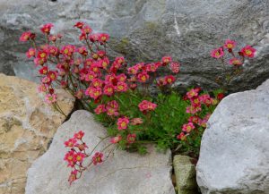 Small pink flowers with yellow centers grow between rocks, surrounded by green foliage and gray stone.