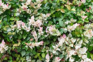 A dense cluster of variegated leaves with white, green, and pink tones, featuring small white flowers scattered throughout.