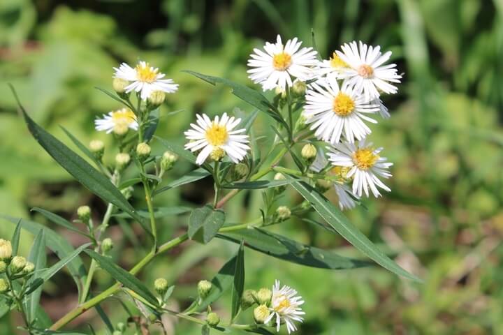 Brighten any garden with the White vimineus 'White Aster' in a 4” Pot, featuring clusters of small white daisy-like blooms with yellow centers on green leafy stems.