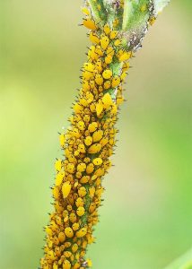 A plant stem densely covered with clusters of small, yellow aphids against a blurred green background—a reminder that garden hacks can help keep pests at bay.
