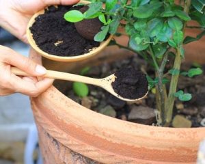 A person uses a wooden spoon to add coffee grounds from a small bowl to the soil in a potted plant, demonstrating smart Garden Hacks.