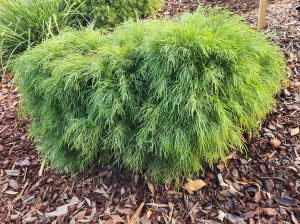 Acacia 'Mini Cog' 15cm Pot: This dense green shrub has fine, feathery leaves and thrives in mulched garden beds.