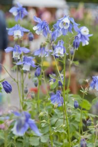 Aquilegia 'Olympica' in a 6" pot, featuring clusters of blue and white flowers with green foliage, photographed outdoors against a blurred background.
