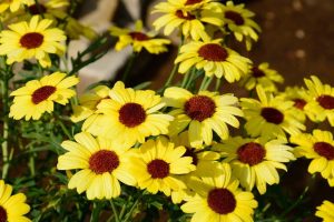 A cluster of yellow daisies with brown centers blooming outdoors, with green stems and leaves visible against a blurred brown background.