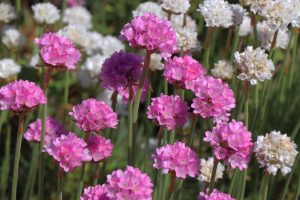 Armeria Dreameria® 'Dreamland' blooms with clusters of pink and white flowers on thin green stems, perfect for brightening your garden outdoors in sunlight. Available in a 15cm pot.